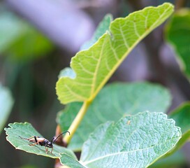 red ant on leaf