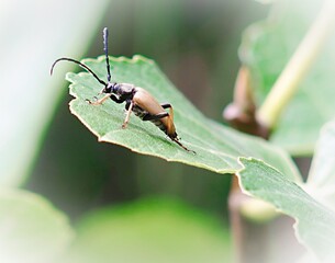 green bug on a leaf