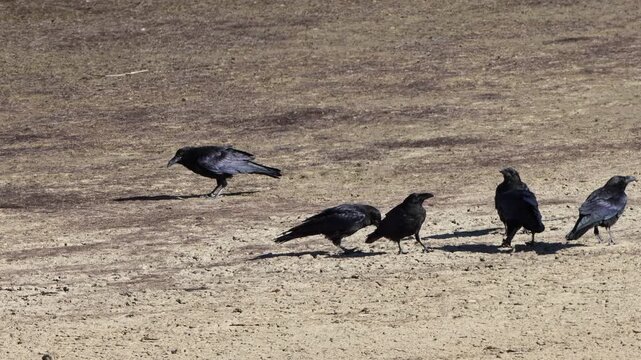 American Crow adult parent with hungry, aggressive young on a beach