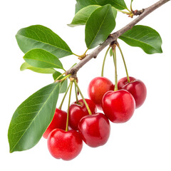 Group of ripe red cherries on a branch isolated on transparent background