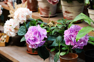 Vibrant hydrangea purple flowers in decorative pots enhancing a charming indoor garden setup