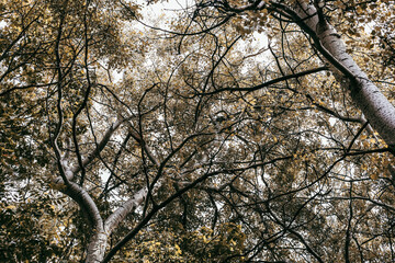 Leaves and branches create a natural canopy in the early afternoon light of a forest