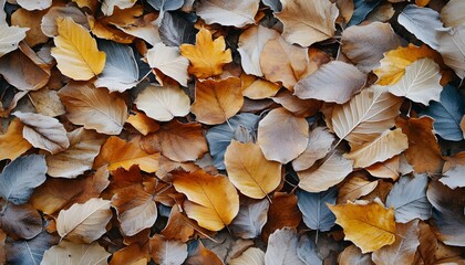 A pile of leaves with some of them being brown and some of them being yellow. The leaves are scattered all over the ground