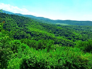 Wide panoramic view of lush green forest hills