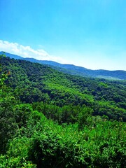 Wide panoramic view of lush green forest hills