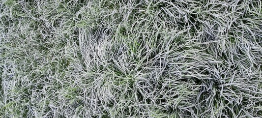 frozen grass texture