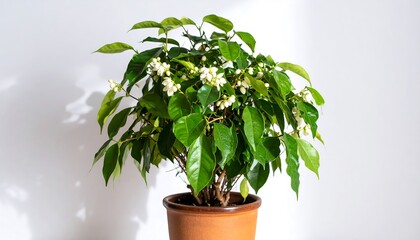 Obraz premium Potted plant with small white flowers
