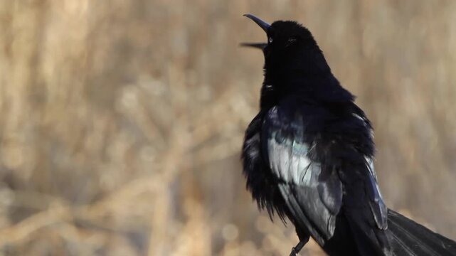 Great-tailed Grackle, with sound