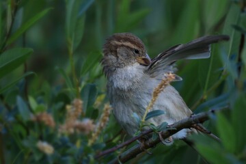 Moineau domestique mignon