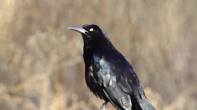 Great-tailed Grackle, with sound