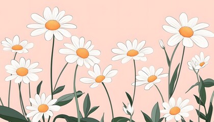 A bunch of white flowers are in a row. The flowers are in the foreground and the background is pink