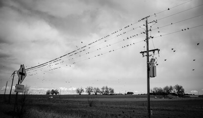 Birds on a wire