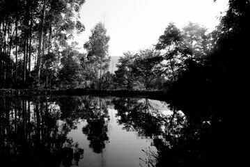 black and white photograph of the lake at dawn