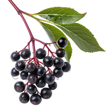 Elderberry branch with leaves isolated on transparent background