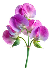 Naklejka premium Pink and purple sweet pea flower isolated on transparent background