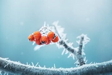 winter background with a sprig of mountain ash with berries covered with frost