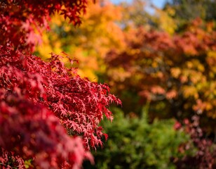 Vibrant autumn leaves
