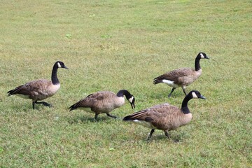 Canada goose（カナダ雁）