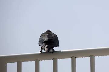 A solitary black crow perched on the white railing of an outdoors stairwell
