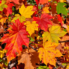 Obraz premium Close-up of vibrant autumn leaves in shades of red, orange, and yellow