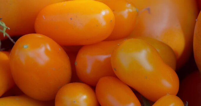 Yellow tomatoes in vibrating shade