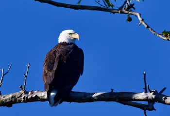 american bald eagle