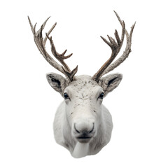 Fototapeta premium Cute Reindeer Head with Antlers Christmas Illustration