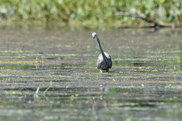 Marais Kingsbury 15 Août 2025