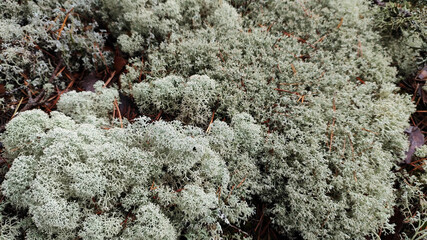An enchanting macro photograph captures the intricate beauty of a reindeer moss carpet in a forest. 