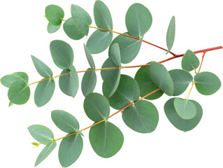 Cut-Out Eucalyptus Silver Dollar Branch (Transparent Background)