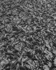 Braided River Black and White
