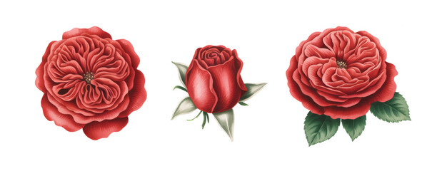 Red rose bloom in vintage watercolor style. Antique floral watercolor illustration of red roses.
