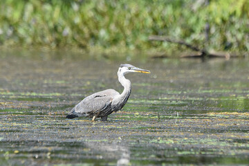 Marais Kingsbury 15 Août 2025