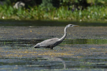 Marais Kingsbury 15 Ao&ucirc;t 2025