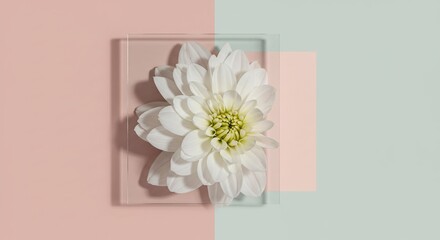 White dahlia flower blossom bloom on pastel pink and green background floral arrangement aesthetic design -