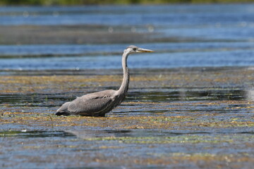 Marais Kingsbury 15 Août 2025