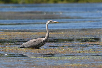Marais Kingsbury 15 Août 2025