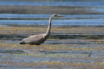 Marais Kingsbury 15 Août 2025