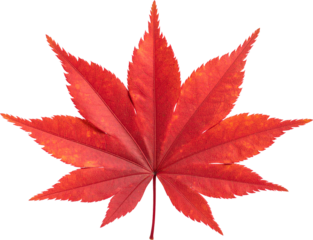 Cut-Out Japanese Maple Leaf (Acer palmatum) Red (Transparent Background)
