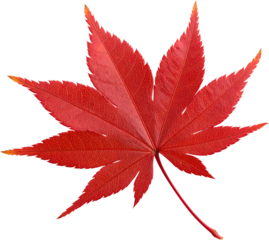 Cut-Out Japanese Maple Leaf (Acer palmatum) Red (Transparent Background)