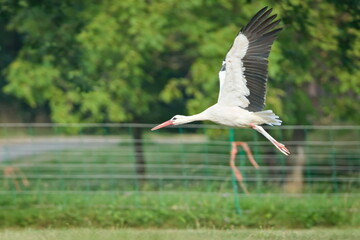 White Stork (Ciconia ciconia) in flight over the field. A common bird species in the Czech Republic.