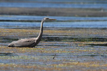 Marais Kingsbury 15 Ao&ucirc;t 2025