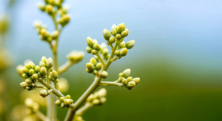 Fototapeta premium Macro shot of fresh green buds sprouting on a branch with a blurred background, symbolizing new growth, springtime, and natural seasonal beauty.