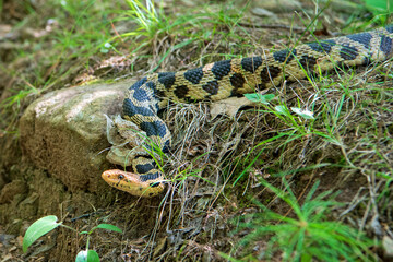 Skin Shedding Eastern Fox Snake