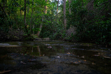Yahoo Falls Trail in Big South Fork