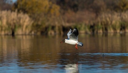 Black-headed gull in flight over water