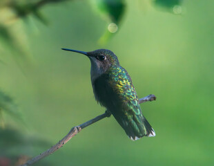 Fototapeta premium Ruby throated hummingbird perched on branch