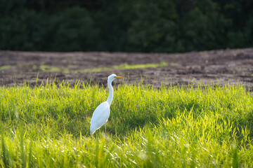 great white heron © talavietis