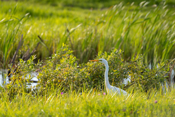 heron in the grass © talavietis