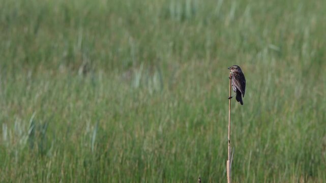 Female Red-winged Blackbird clings to a cattail in a marsh